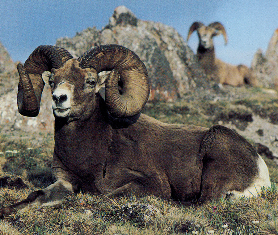 Picture of bighorn sheep